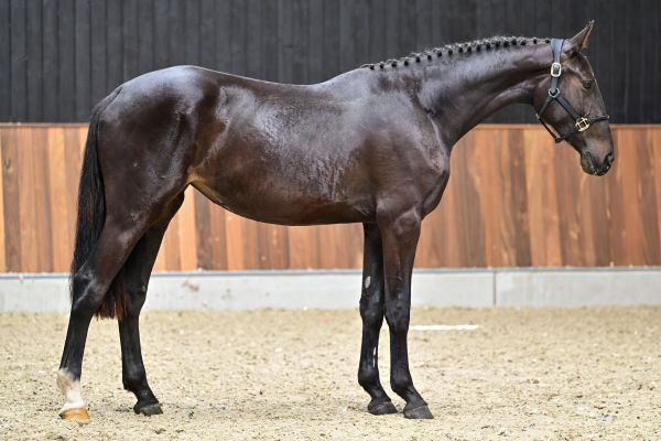 Casmira vd Holsteinerhoeve Z 3