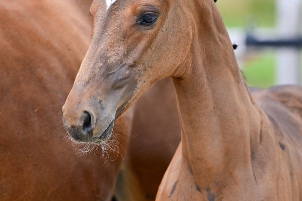 WILD KAZARA VD BROEKAKKER Z 1