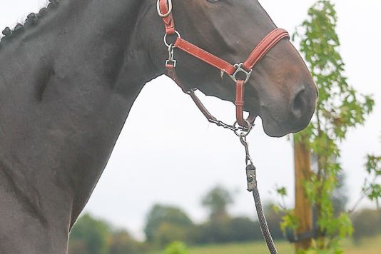 Quito de Nalonsart - 3