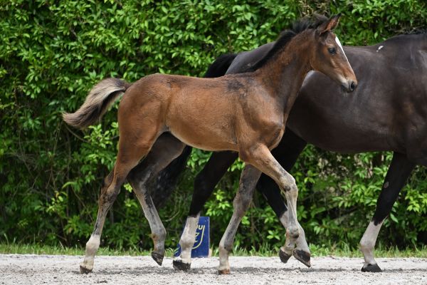 UNISTAR VT HOFVANDORSLAER Z