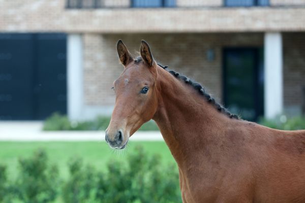 Condy de Finay Z - 2