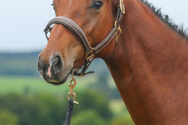 Quoeur de Brookline DS - 2