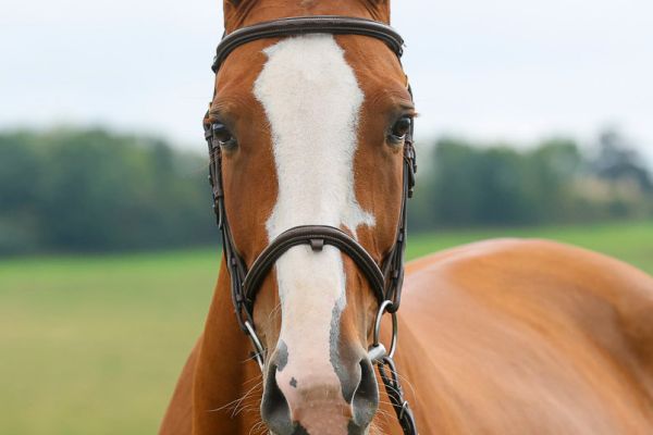 Alinix vd Kleijberg Z - 2