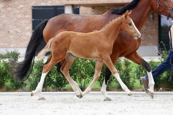 Estelle vd Rollebeek Z - 2