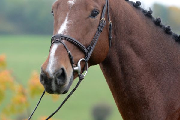 Calcifer de la Hart Z - 2