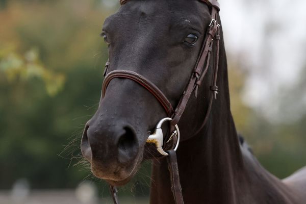 Valente van 't Prinsenveld Z - 4