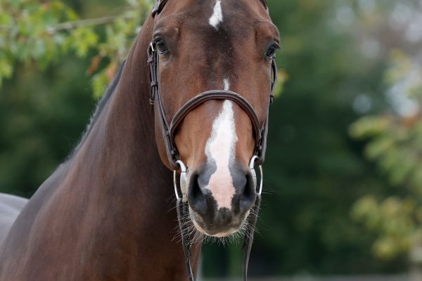 Skyline-P van Kattenheye Z - 4