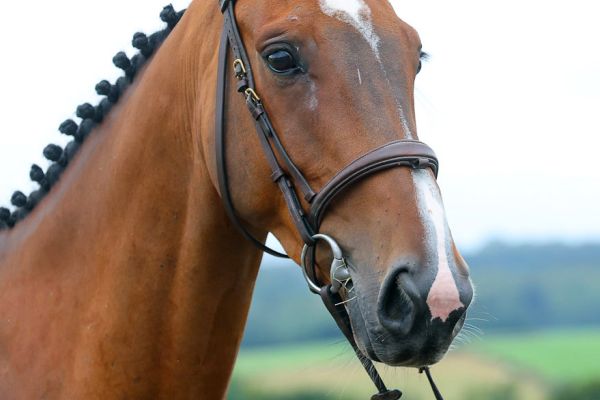 Pop Star HM du Menil