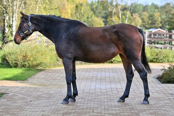 C'est la Vie van 't Bergske Z