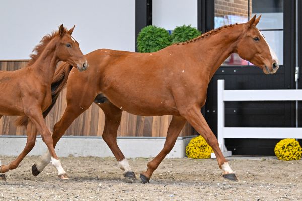 TRAMONTANA DI GIOIA - 3