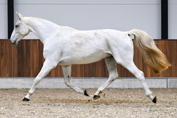 As Cold as Ice Alpha Z - 5