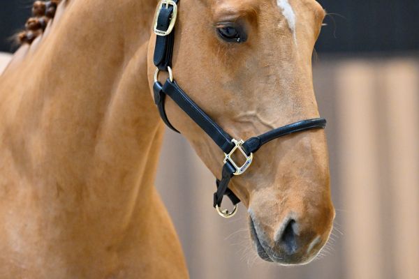 Chacondro-P van Kattenheye Z - 2