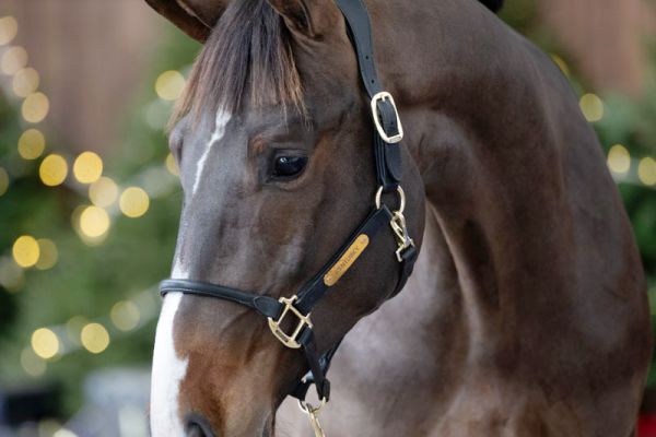 Clovis van de Meerdijk Z - 1