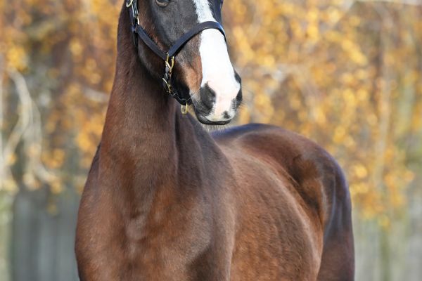 Faith Della Mantova - 1