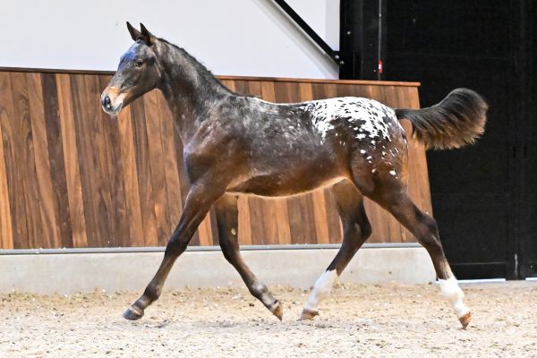 Jollyjumper des Bellignies Z - 4