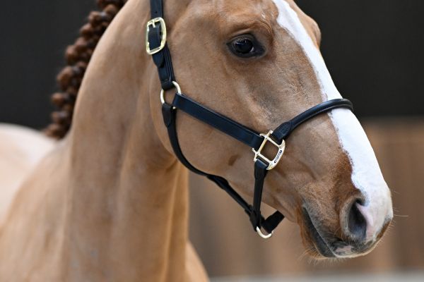 Chaplin vd Berghoeve Z - 1