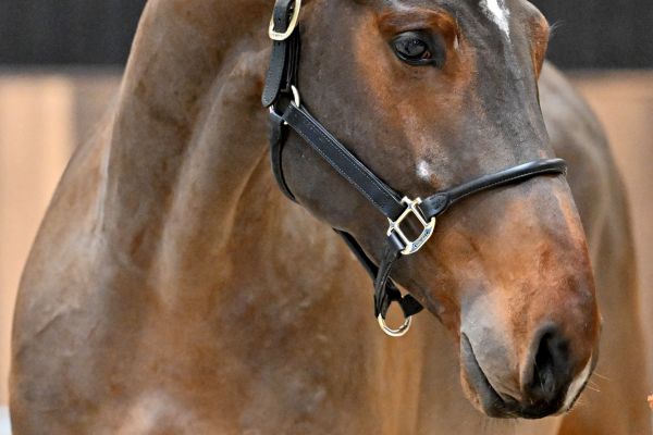 William di Jonella - 6