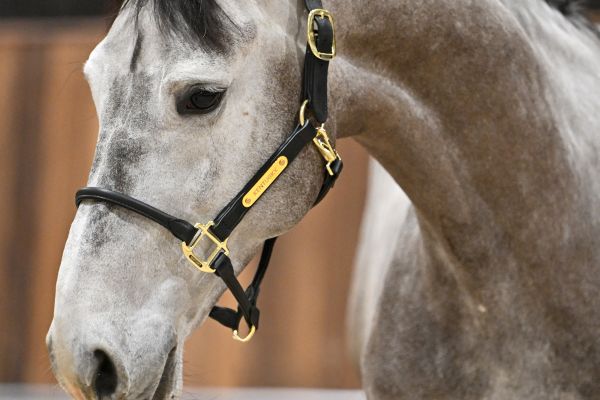 Askan van de Paardewinning Z - 2