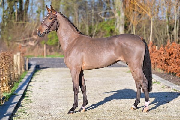 Diva vd Gerkenberg Z