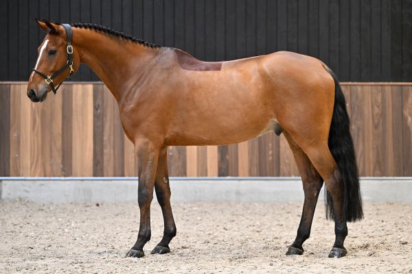 Nic Nac van Spalbeek Z 