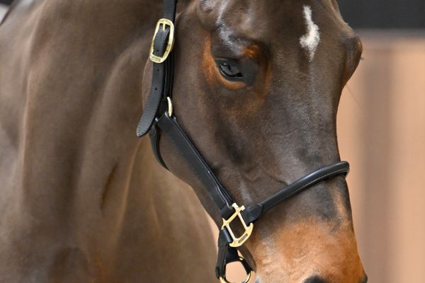 Usain van het Bokt - 2