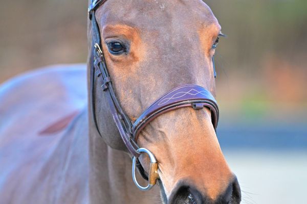 Caydine du Quesnoy Deresses Z - 2