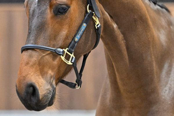 Canellou Axelhoeve Z - 1