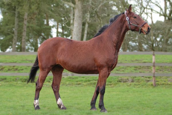 QUICK CALL ME DEMUZE Z