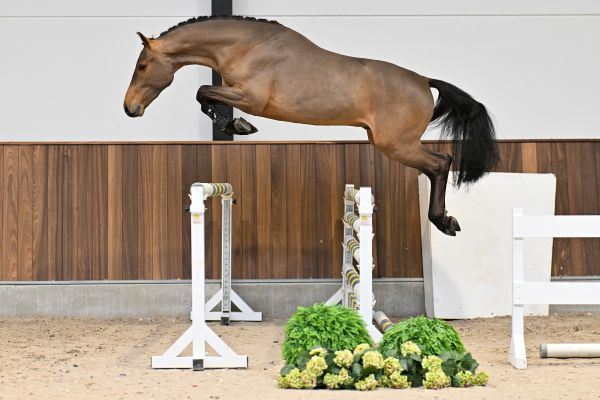 Condor Champ VR Z - 2