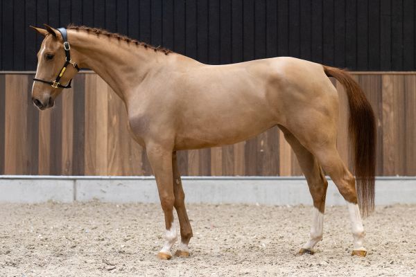 Dalhia du Maillet Z - 3