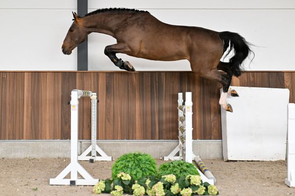 Equador van Koningshof Z - 2