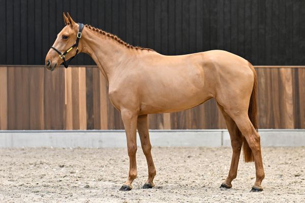 Miracle of Matisse RV Z - 3