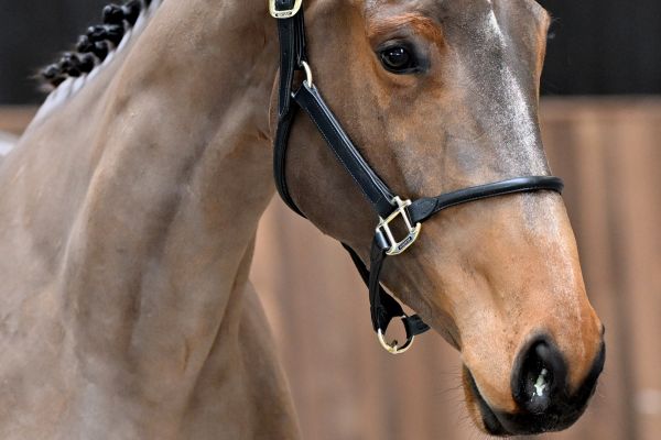 Eclaire vd Paepehoeve Z - 1