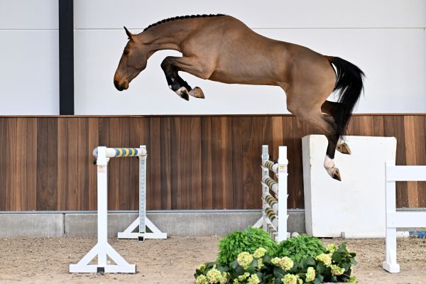 Chatman vd Berghoeve Z - 2