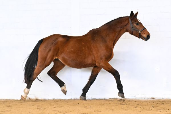 Gomina van de Donkhoeve - 2