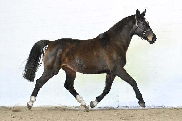 Nimf van de Donkhoeve - 4