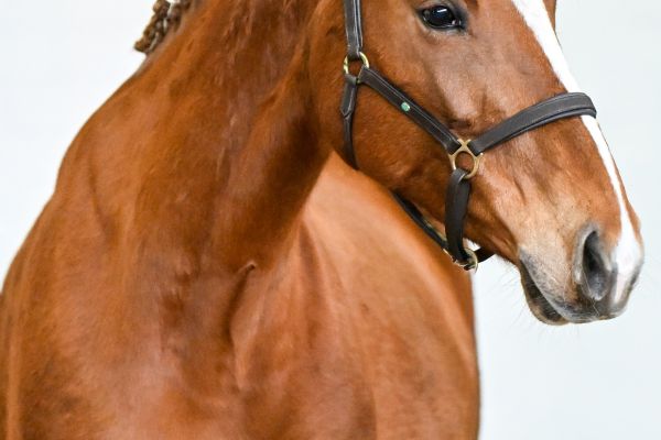 Goevernante van de Donkhoeve 1