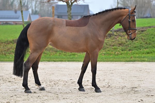 Easy Cera du Maillet Z 3