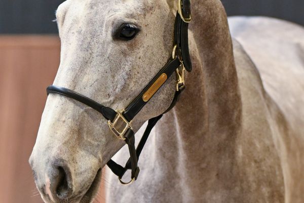 Clever vd Withoeve Z 1