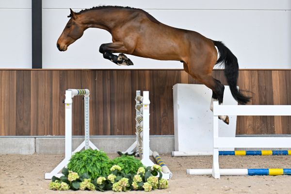 Q-pidon de la Belle-Croix 2