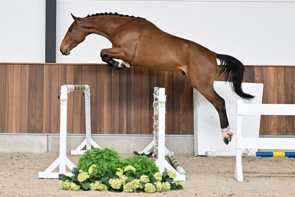 Applejack van de Zuuthoeve Z 2