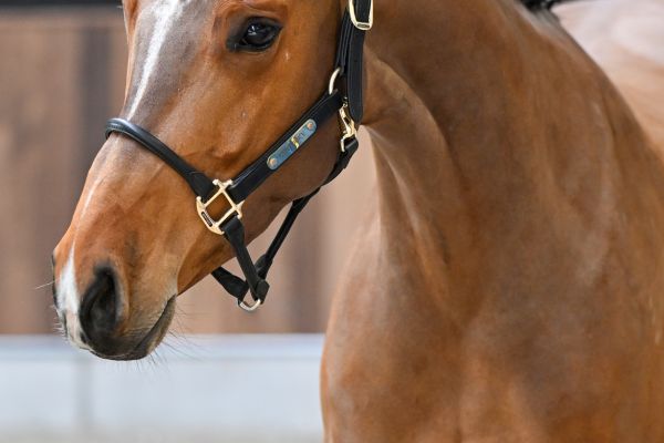 Cherry vd Withoeve Z 1