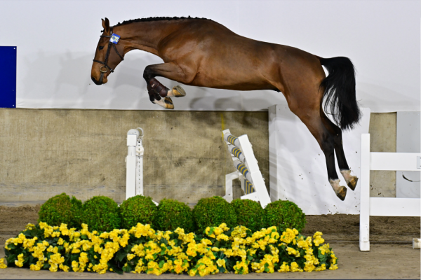 Dreamer van het Peggershof Z