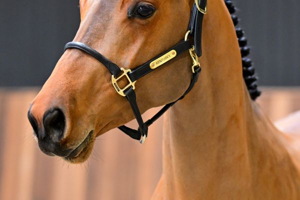 Winston S 1 (2)