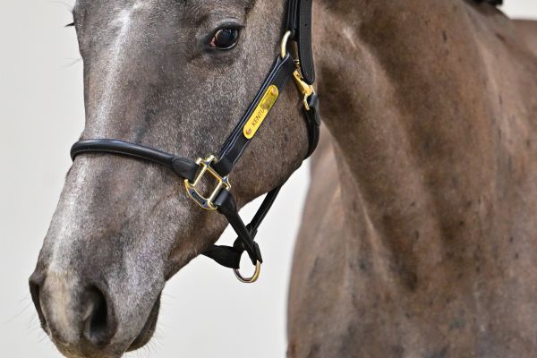 Cajun d&rsquo;archonfosse Z 1