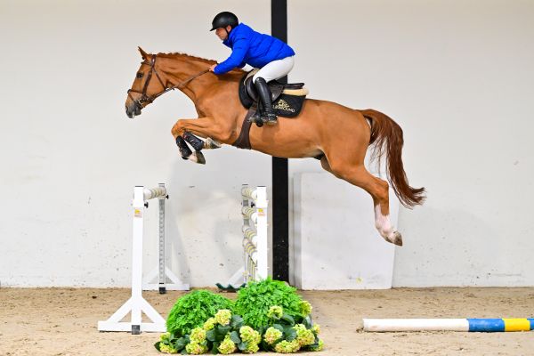 Crameur de la Jonquerelle under the saddle