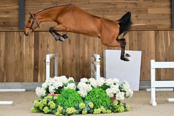 Chacco's Prins de Fradiliaus Z 2