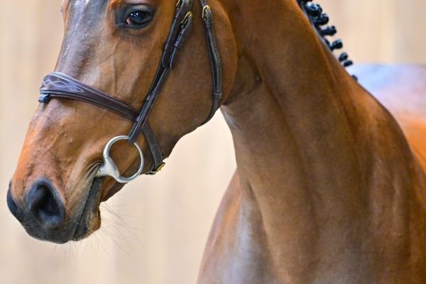 Dolor&egrave;s de Vill&eacute;e Z 1