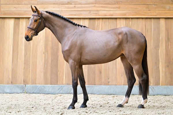 Rosie du Pont-Rihen 3