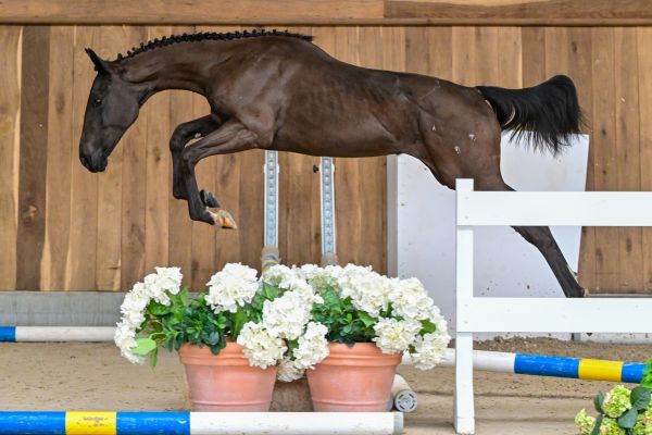 Tiny Tinker bell de la Dreve 2